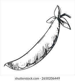 Vector sketch of green peas. Closed bean pod in engraving technique. Useful vegetable crop. Peas hand-drawn in black ink.
