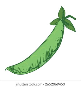 Esboço vetorial de ervilhas verdes. Vagem de feijão fechado. Imitação da técnica de gravação a cores. Cultivo vegetal útil. As ervilhas são desenhadas à mão com tinta e pincel.