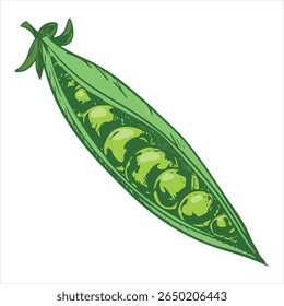 Vector sketch of green peas. Open bean pod, seeds are visible. Imitation of color engraving technique. Useful vegetable crop. Peas are hand-drawn with ink and brush.