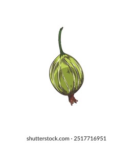Vector sketch of a green ripe gooseberry berry hand-drawn on a white background. This natural illustration highlights the organic qualities of juicy berries.