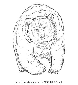 Vector Sketch Grizzly Bear. Front View Hand Drawn Illustration
