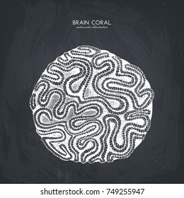 Vector sketch of hand drawn brain coral. Vintage underwater natural elements. Decorative sealife illustration on chalkboard