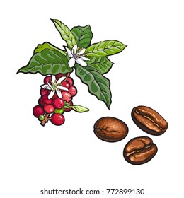 vector sketch hand drawn coffee tree branch with ripe berries, leaves and flowers and fried beans. Coffee plant image. Isolated illustration on a white background.