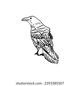Vector sketch hand drawn crow silhouette, line art with black lines on white background