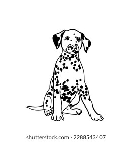 Vector sketch hand drawn Dalmatian puppy, doodle style with black lines