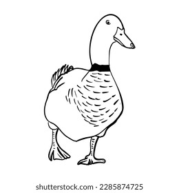 Vector sketch hand drawn duck silhouette,line art