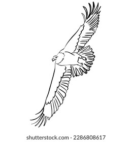 Vector sketch hand drawn eagle in flight, line art