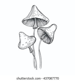 Vector sketch hand drawn engraving mushrooms in vintage style