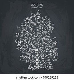 Vector sketch of hand drawn fans coral. Underwater natural elements. Vintage sea life illustration on chalkboard. 