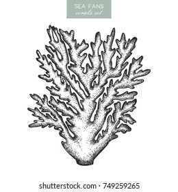 Vector sketch of hand drawn gorgonian coral. Vintage underwater natural elements. Decorative sealife illustration on white background