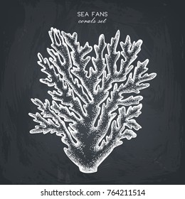 Vector sketch of hand drawn gorgonian coral. Vintage underwater natural elements. Decorative sealife illustration on chalkboard.