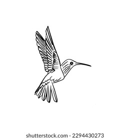 Vector sketch hand drawn hummingbird silhouette, line art with black lines on white background