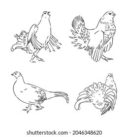 vector, sketch, hand drawn illustration of grouse bird