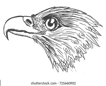 vector, sketch, hand drawn illustration of eagle