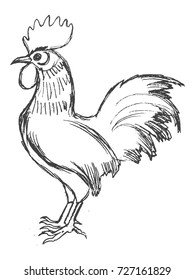 vector, sketch, hand drawn illustration of cockerel