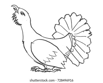 vector, sketch, hand drawn illustration of grouse bird