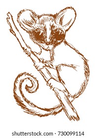 vector, sketch, hand drawn illustration of galago