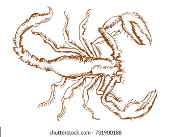 vector, sketch, hand drawn illustration of scorpion