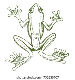 vector, esbozo, ilustración dibujada a mano de rana de árbol