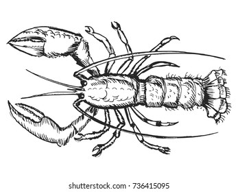 vector, sketch, hand drawn illustration of lobster