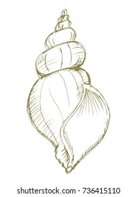 vector, sketch, hand drawn illustration of sea shell