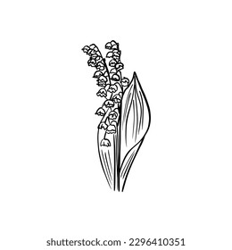 Vector sketch hand drawn lily of the valley silhouette,doodle art with black lines on white background