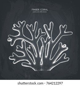 Vector sketch of hand drawn red seaweeds - carrageen. Underwater natural elements. Vintage sealife illustration of irish moss on chalkboard