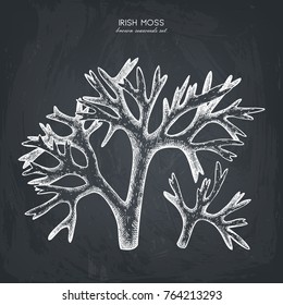 Vector sketch of hand drawn red seaweeds - carrageen. Underwater natural elements. Vintage sealife illustration of irish moss on chalkboard. 