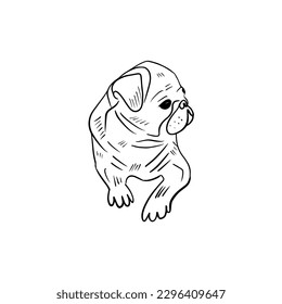 Vector sketch hand drawn silhouette of a pug puppy looking to the side, doodle art with black lines on a white background