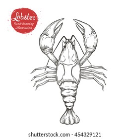 Vector sketch handmade of marine lobster isolated on white background. Linear silhouette of crayfish in vintage style