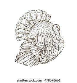Vector sketch handmade turkey isolated on a white background. Linear illustration of poultry on the day of Thanksgiving