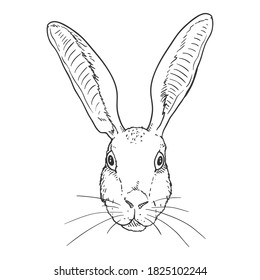 Vector Sketch Hare Head. Front View.