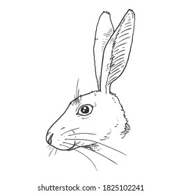 Vector Sketch Hare Head. Side View.