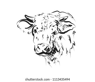 Vector sketch head cow