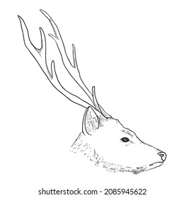 Vector Sketch Head of Deer. Side View.
