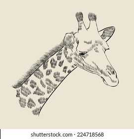 Vector sketch of the head of a giraffe.