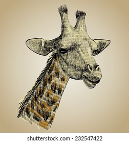 Vector sketch of the head of a giraffe.