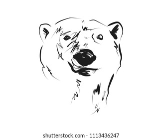 Vector sketch head of polar bear