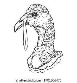 Vector Sketch Head of Turkey Bird on WHite Background