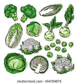 Vector Sketch Of Healthy Fresh Cruciferous Vegetables With Cabbage, Broccoli, Cauliflower, Brussels Sprouts, Kohlrabi, Isolated On White Background