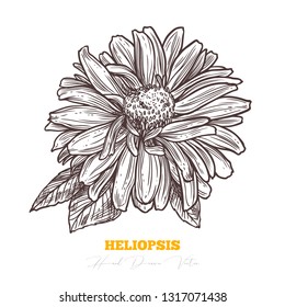 Vector sketch heliopsis. Honey flower drawing. Floral vintage style illustration. Aster, daisy, composite or sunflower family