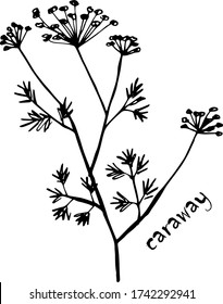 
Vector sketch herbs, spices, plants, seasoning cuisine silhouette on white background, drawn black lines. Sprig of caraway seeds