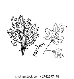 
Vector sketch herbs, spices, plants, seasoning kitchen silhouette on a white background, drawn black lines. A bunch of parsley