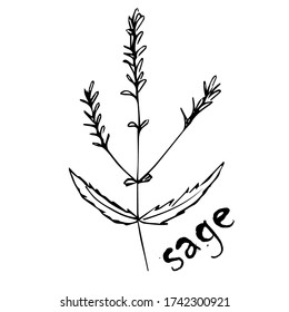 
Vector sketch herbs, spices, plants, seasoning kitchen silhouette on a white background, drawn black lines. Sage twig