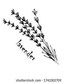 
Vector sketch herbs, spices, plants, seasoning kitchen silhouette on a white background, drawn black lines. Lavender twig