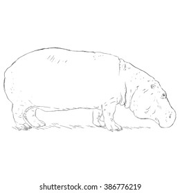 Vector Sketch Hippo