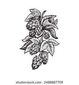 Vector sketch of hop branch. Beer ingredient illustration.