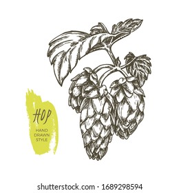 Vector sketch of hop cones on branch with leaves in hand-drawn style. Plant humulus lupulus illustration for traditional design of ale bottle label, alcohol drink wrapping or retro beer packaging. 