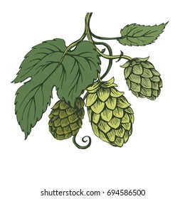 Vector sketch hops branch on green tones