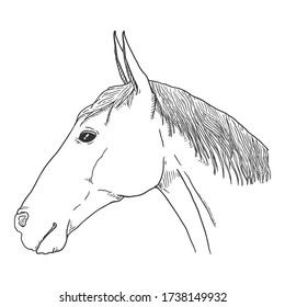 Vector Sketch Horse Head. Side View Equine Portrait.